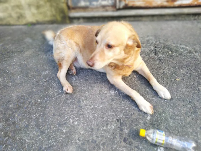 Cachorro ra a Labrador  idade 6 ou mais anos nome Max