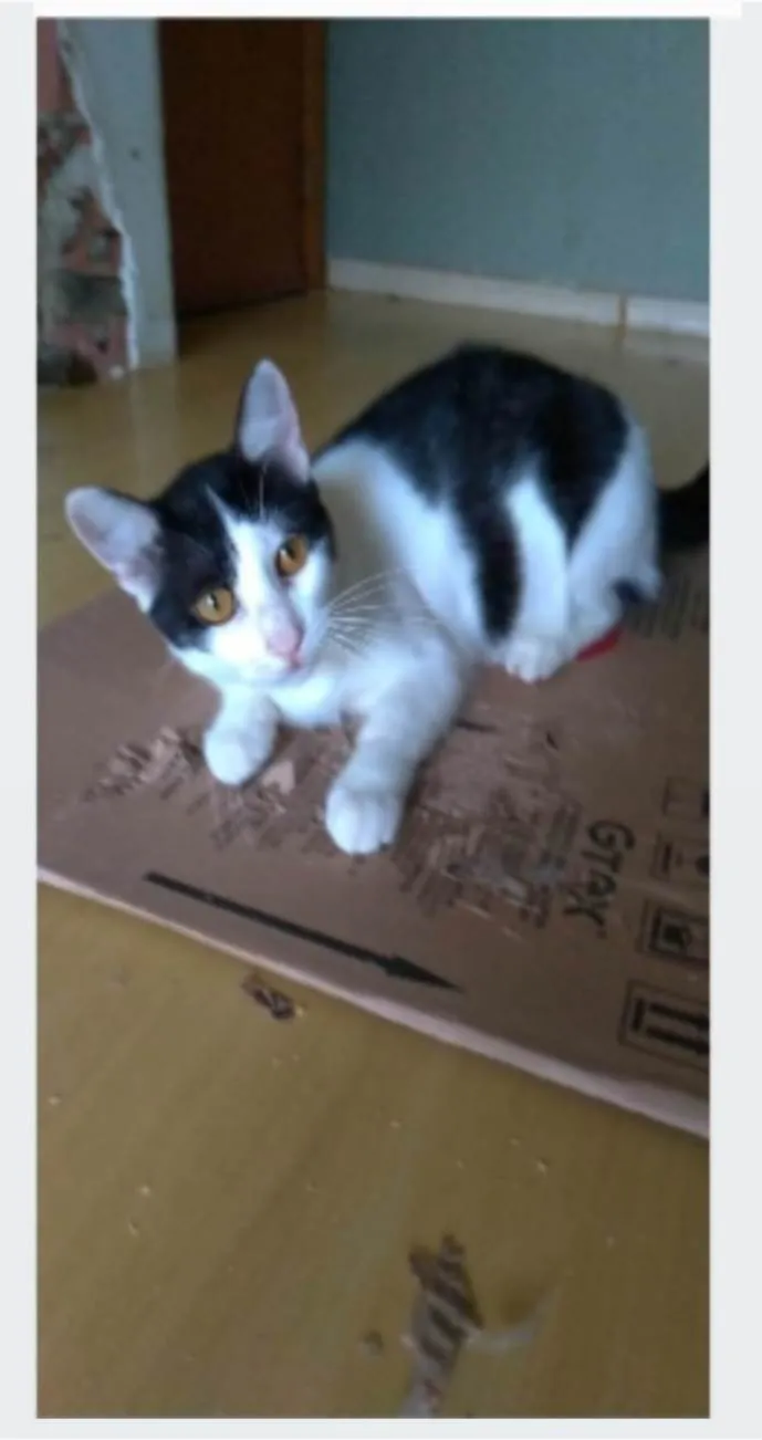Gato ra a srd idade 1 ano nome HENRY