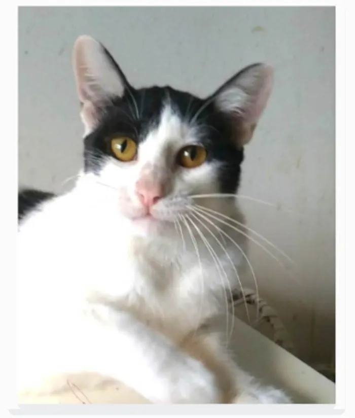 Gato ra a srd idade 1 ano nome HENRY