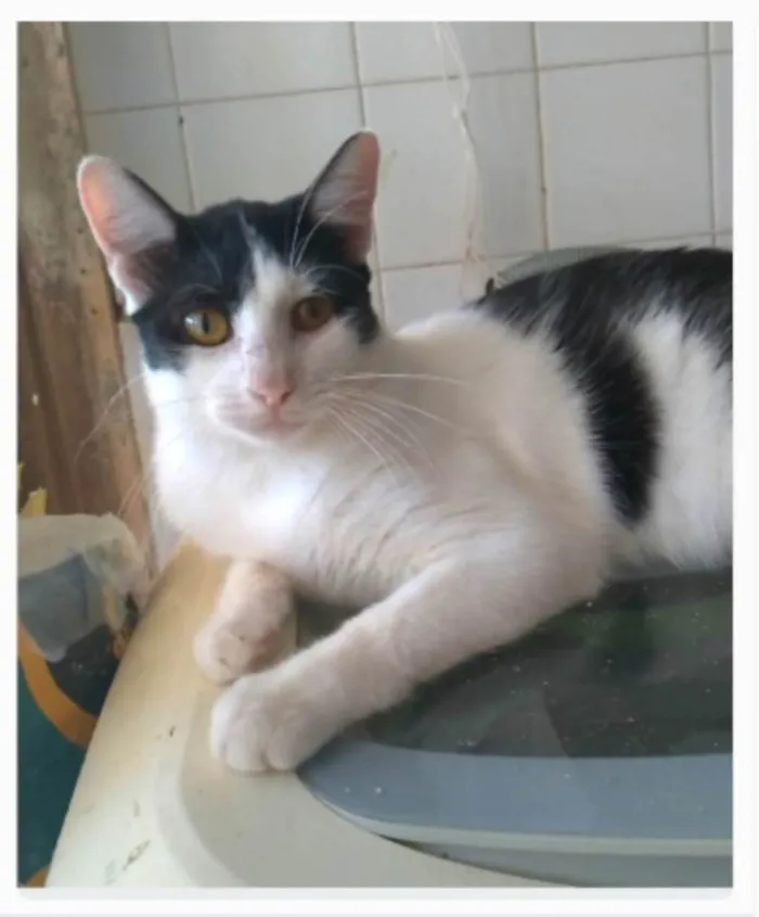Gato ra a srd idade 1 ano nome HENRY