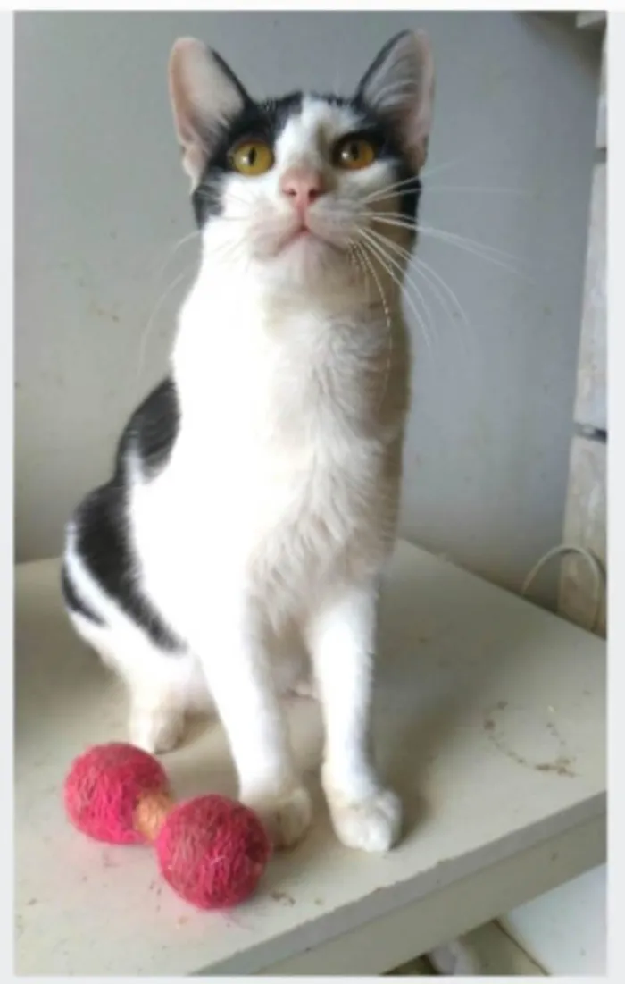 Gato ra a srd idade 1 ano nome HENRY