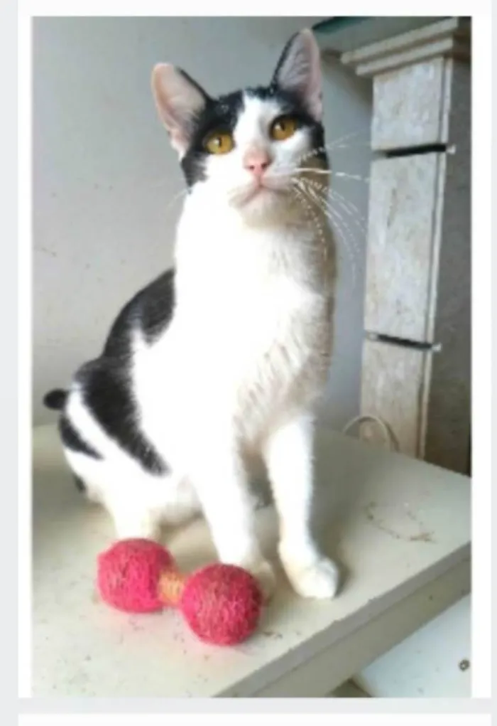 Gato ra a srd idade 1 ano nome HENRY