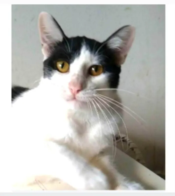 Gato ra a srd idade 1 ano nome HENRY