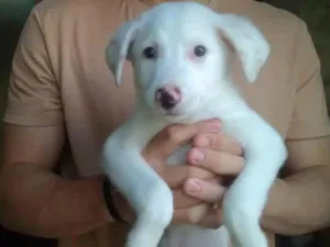 Cachorro raça Srd idade 2 a 6 meses nome Théo