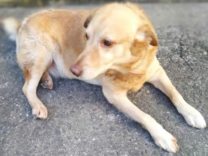 Cachorro ra a Labrador  idade 6 ou mais anos nome Max