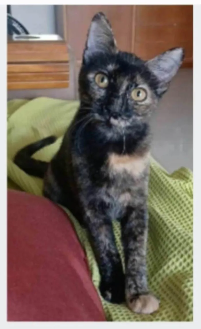 Gato ra a srd escaminha rosét  idade 7 a 11 meses nome CACAU