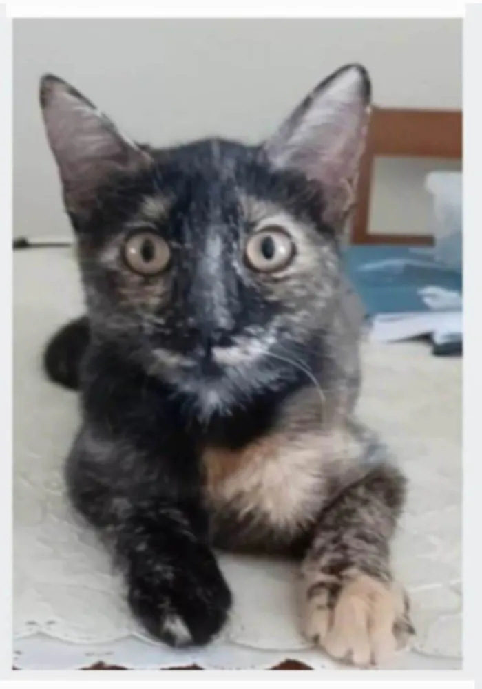Gato ra a srd escaminha rosét  idade 7 a 11 meses nome CACAU