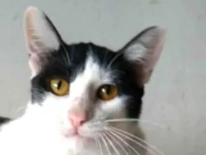 Gato raça srd idade 1 ano nome HENRY