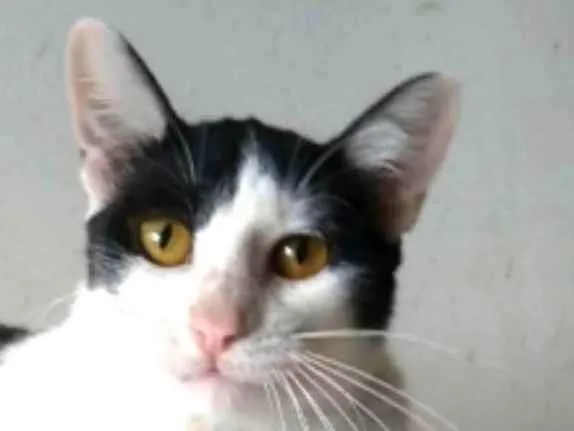 Gato ra a srd idade 1 ano nome HENRY