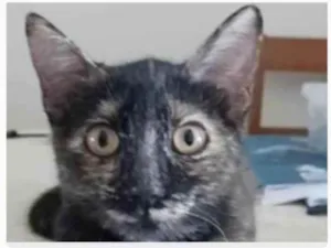 Gato raça srd escaminha rosét  idade 7 a 11 meses nome CACAU