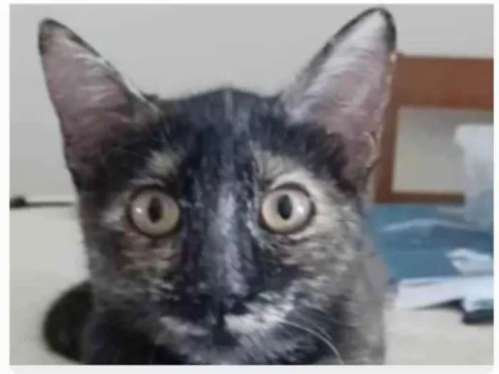 Gato ra a srd escaminha rosét  idade 7 a 11 meses nome CACAU