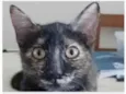 CACAU