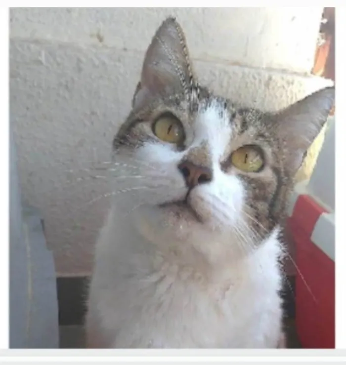 Gato ra a srd idade 2 anos nome MADONA