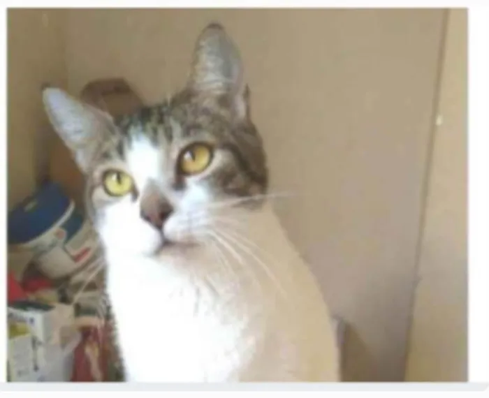 Gato ra a srd idade 2 anos nome MADONA