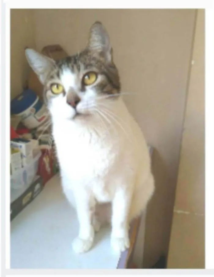Gato ra a srd idade 2 anos nome MADONA