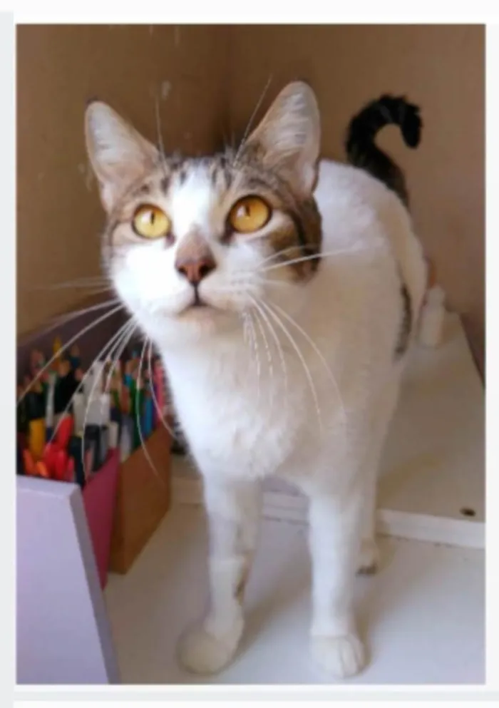 Gato ra a srd idade 2 anos nome MADONA