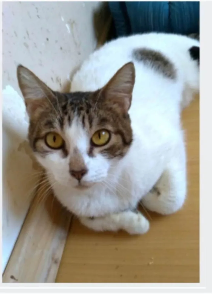 Gato ra a srd idade 2 anos nome MADONA