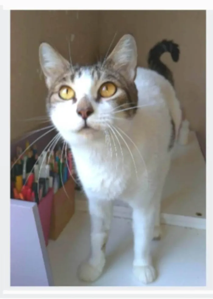 Gato ra a srd idade 2 anos nome MADONA