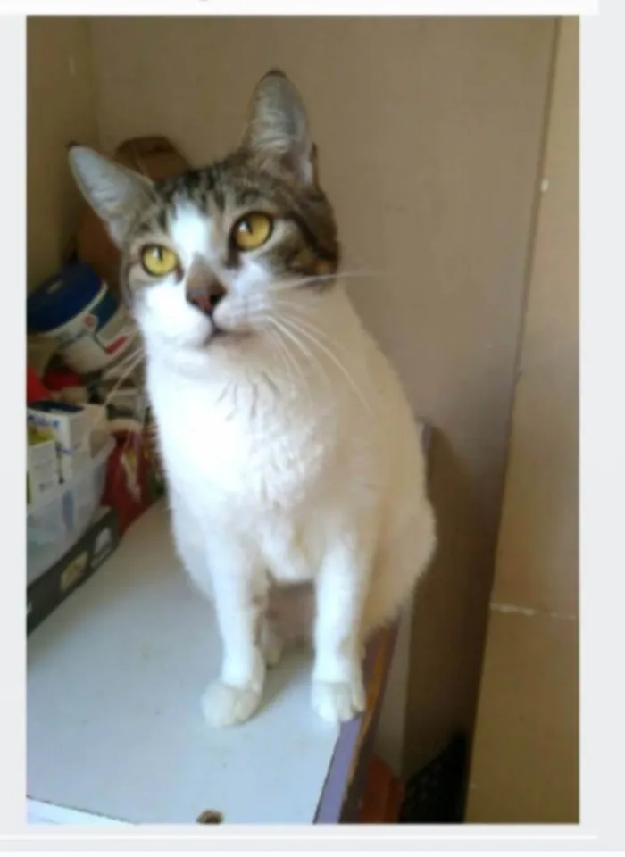 Gato ra a srd idade 2 anos nome MADONA
