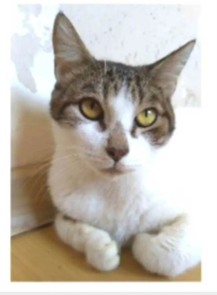 Gato ra a srd idade 2 anos nome MADONA