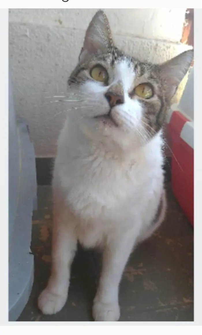 Gato ra a srd idade 2 anos nome MADONA