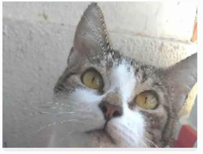 Gato ra a srd idade 2 anos nome MADONA