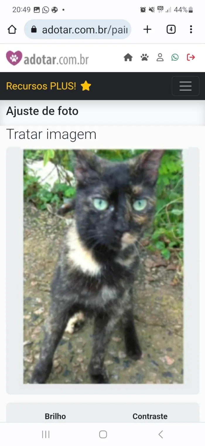 Gato ra a srd escaminha rosét  idade 7 a 11 meses nome ISABELE