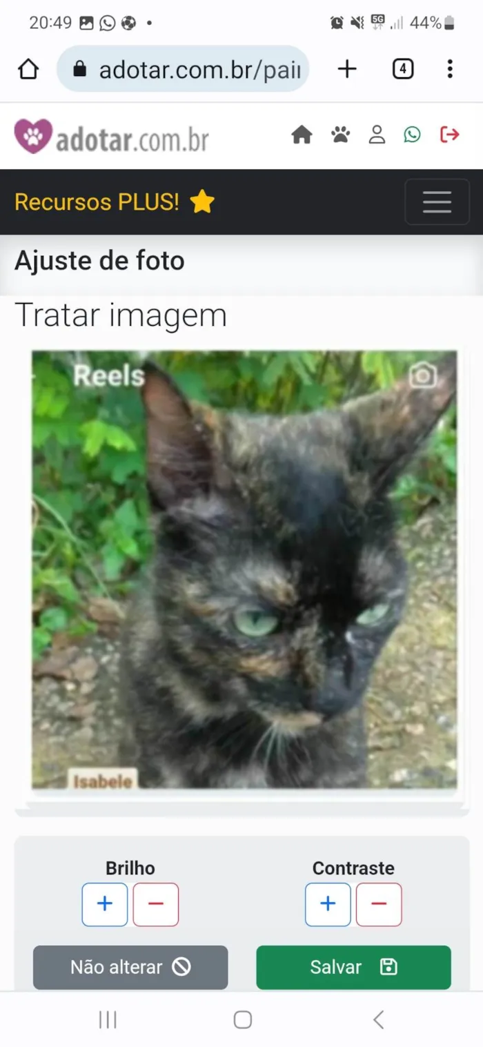Gato ra a srd escaminha rosét  idade 7 a 11 meses nome ISABELE