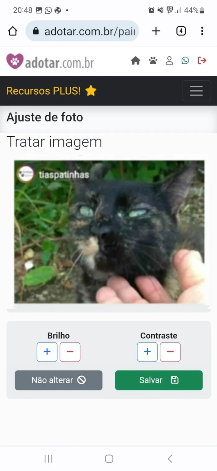 Gato ra a srd escaminha rosét  idade 7 a 11 meses nome ISABELE