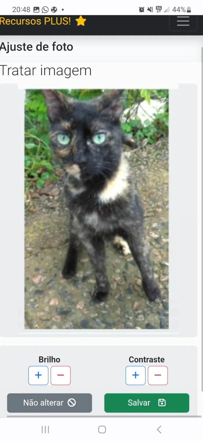 Gato ra a srd escaminha rosét  idade 7 a 11 meses nome ISABELE