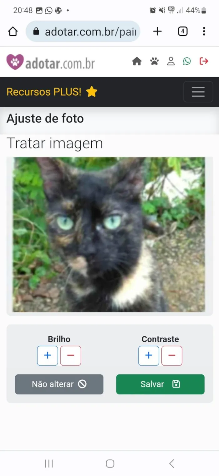 Gato ra a srd escaminha rosét  idade 7 a 11 meses nome ISABELE