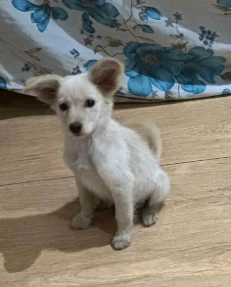 Cachorro ra a SRD-ViraLata idade 2 a 6 meses nome Esperança 