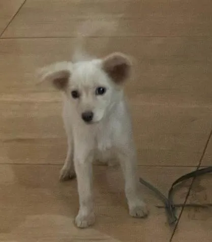 Cachorro ra a SRD-ViraLata idade 2 a 6 meses nome Esperança 