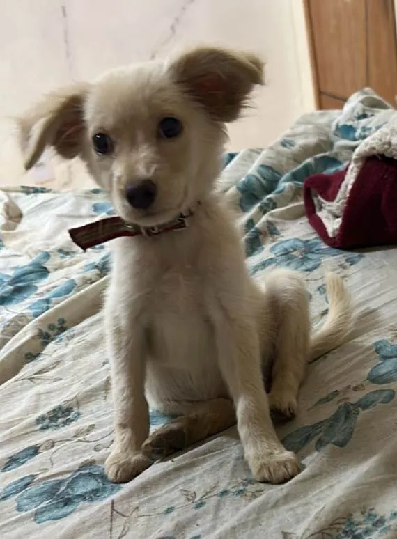 Cachorro ra a SRD-ViraLata idade 2 a 6 meses nome Esperança 