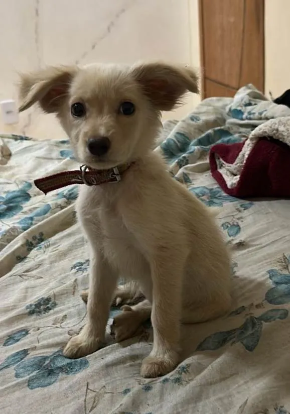 Cachorro ra a SRD-ViraLata idade 2 a 6 meses nome Esperança 