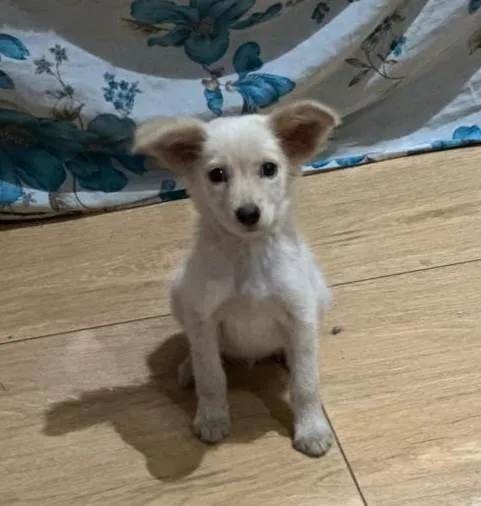 Cachorro ra a SRD-ViraLata idade 2 a 6 meses nome Esperança 