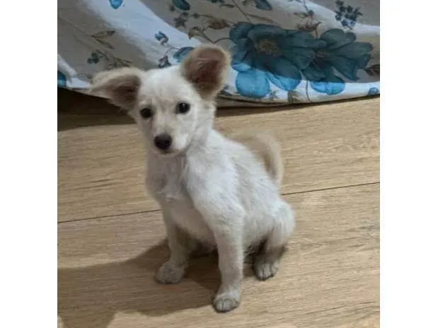 Cachorro ra a SRD-ViraLata idade 2 a 6 meses nome Esperança 