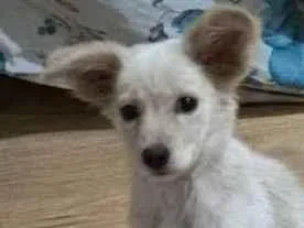 Cachorro ra a SRD-ViraLata idade 2 a 6 meses nome Esperança 