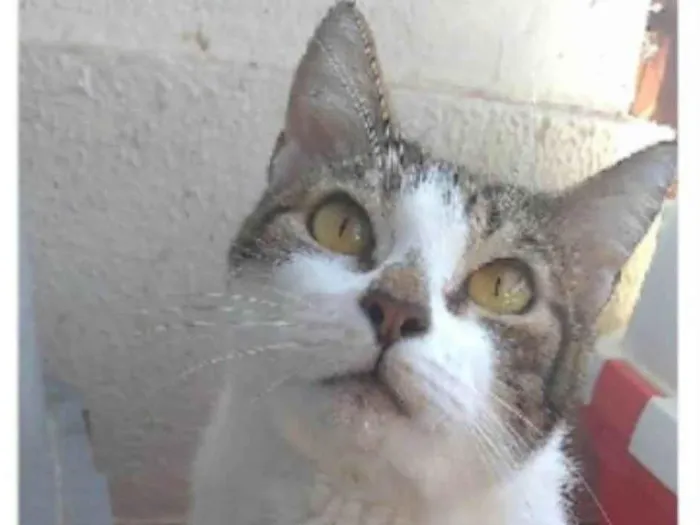 Gato ra a srd idade 2 anos nome MADONA