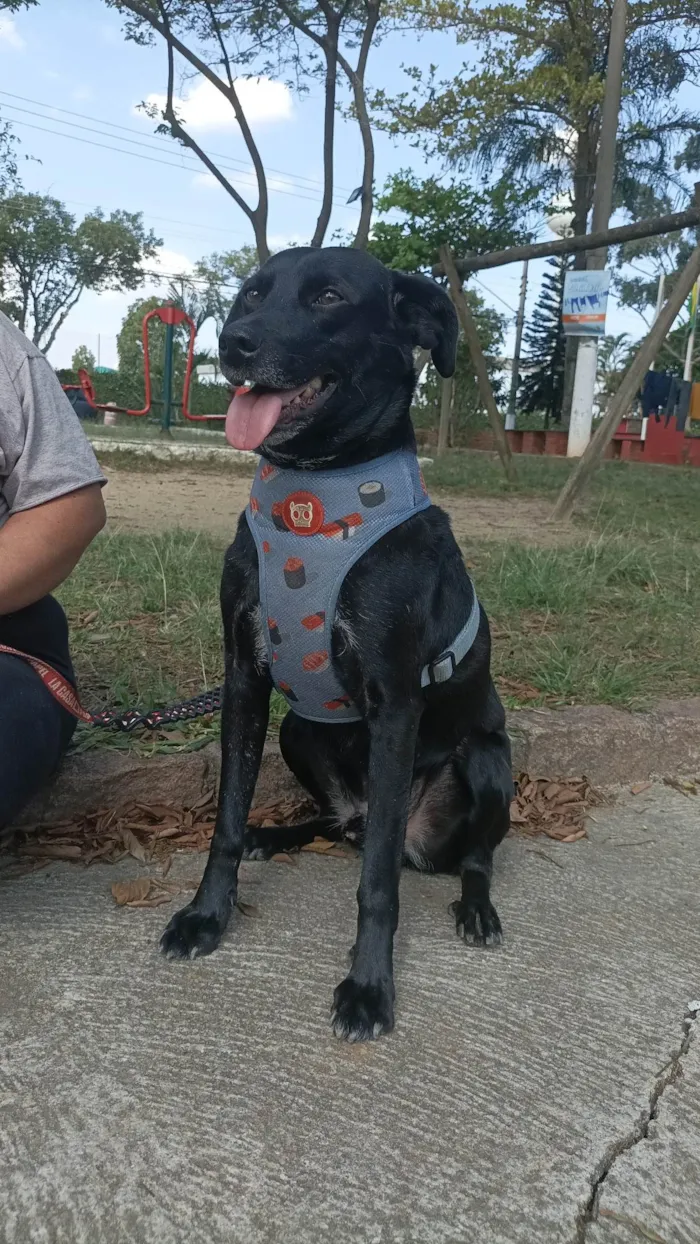 Cachorro ra a SRD-ViraLata idade 2 anos nome Zeca