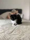 Mia