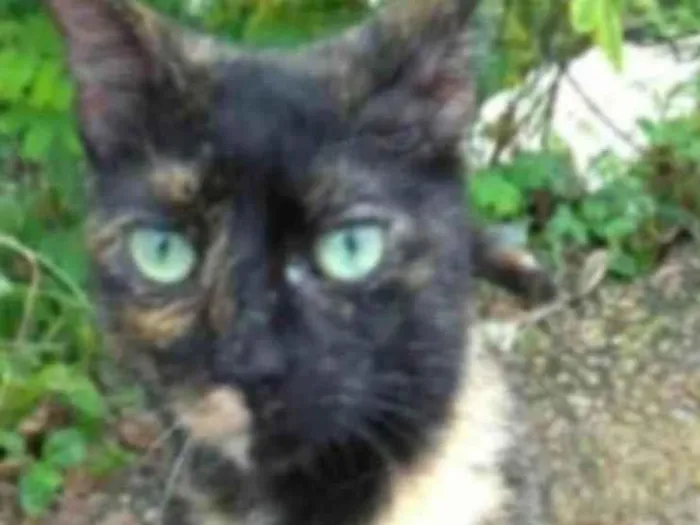 Gato ra a srd escaminha rosét  idade 7 a 11 meses nome ISABELE