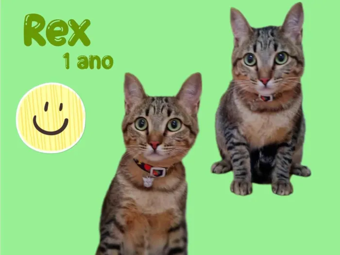 Gato ra a  idade 1 ano nome Rex 
