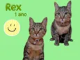 Rex