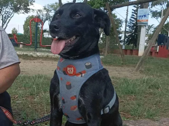 Cachorro ra a SRD-ViraLata idade 2 anos nome Zeca