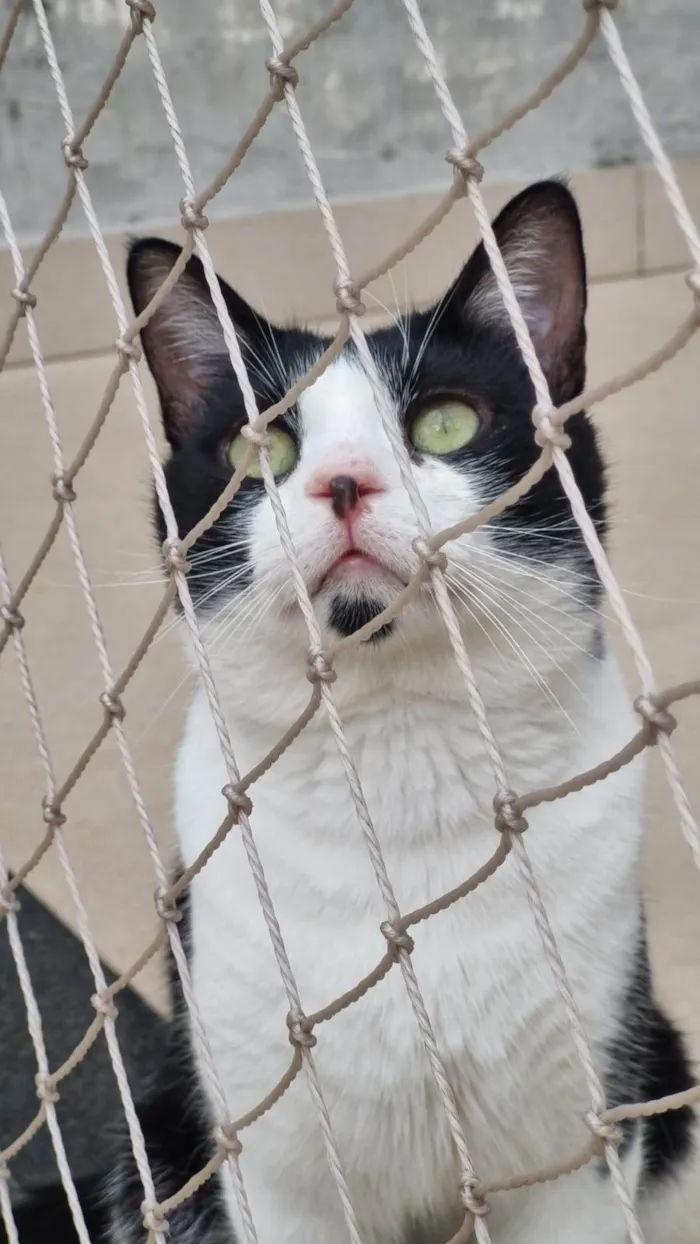 Gato ra a srd frajolinha idade 1 ano nome CHAPLIN