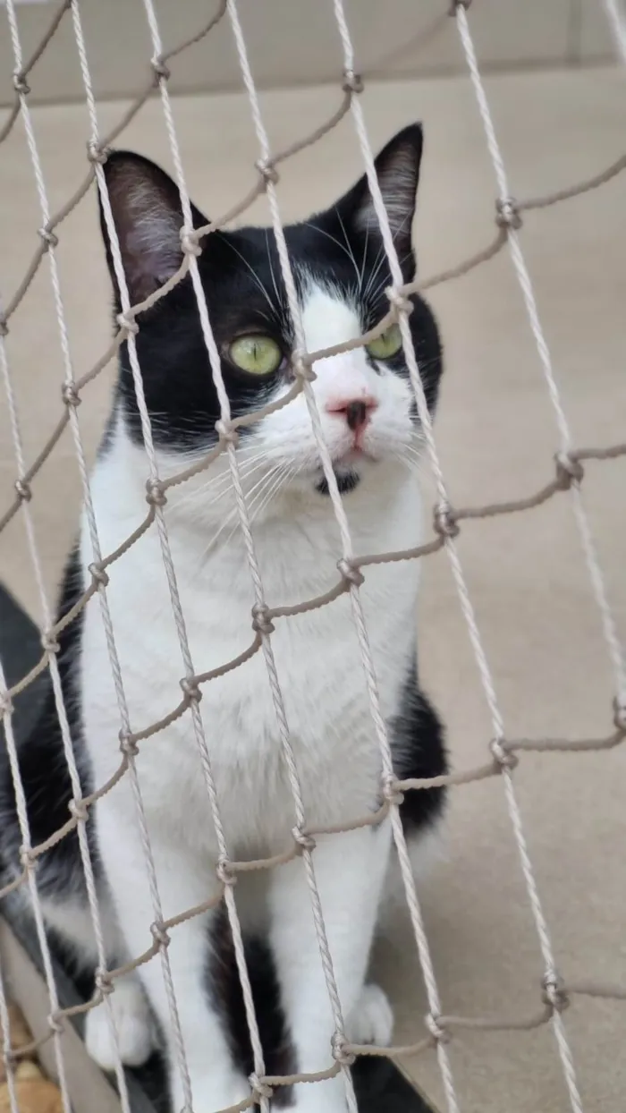 Gato ra a srd frajolinha idade 1 ano nome CHAPLIN