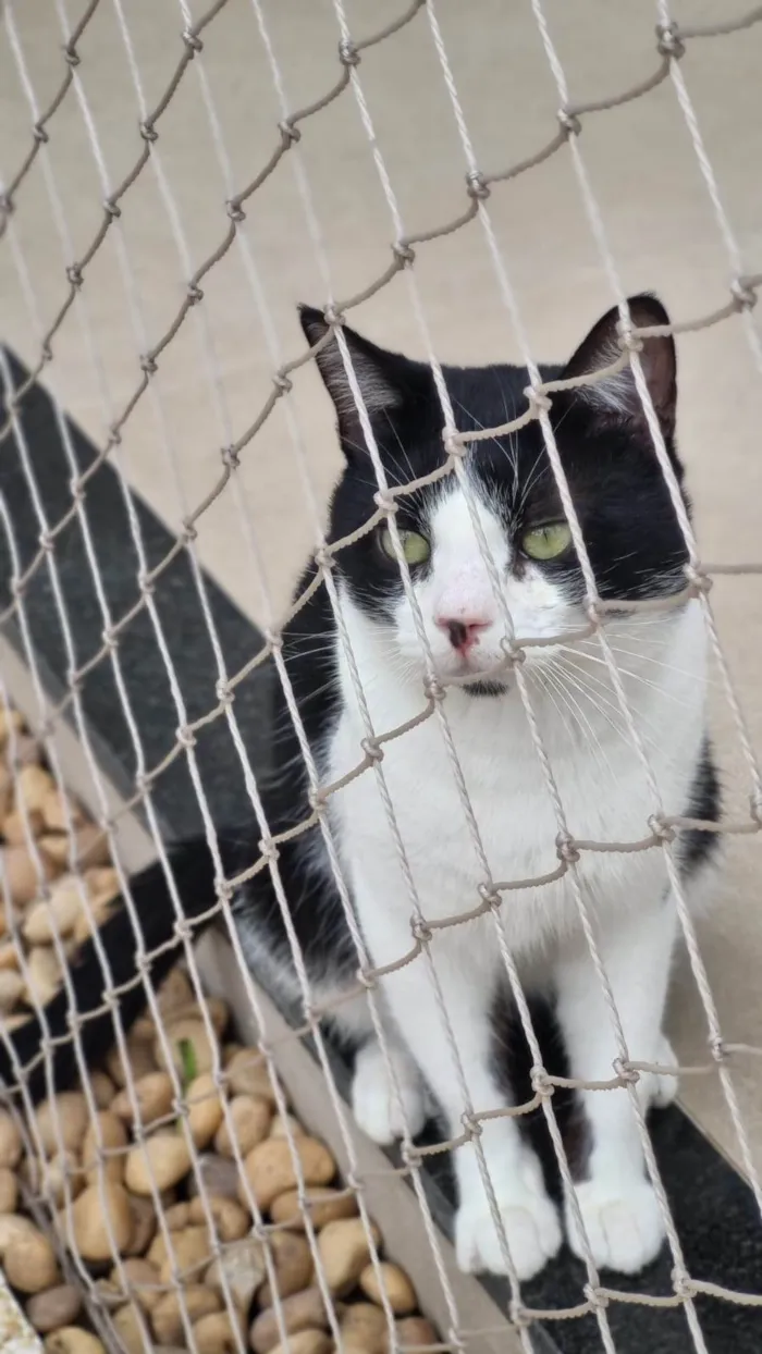Gato ra a srd frajolinha idade 1 ano nome CHAPLIN