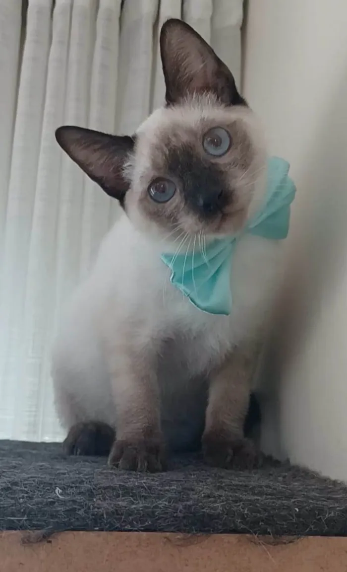Gato ra a srd idade 2 a 6 meses nome LION
