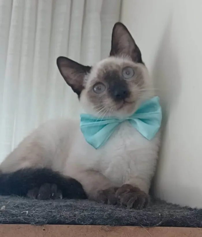 Gato ra a srd idade 2 a 6 meses nome LION